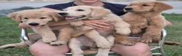 Golden Retriever cani in vendita: Ultimi 2 cuccioli di golden retriever - Annuncio 4