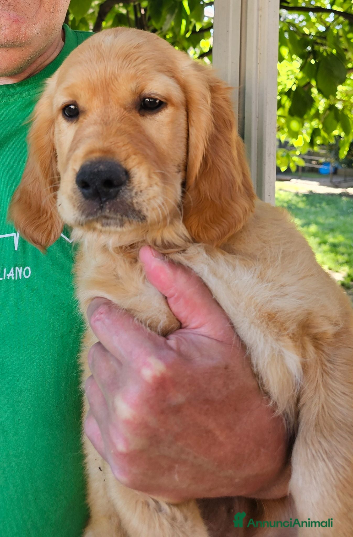 Golden Retriever cani CUCCIOLI GOLDEN RETRIEVER  - Annuncio 14