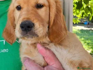 Golden Retriever cani CUCCIOLI GOLDEN RETRIEVER - Annuncio 14