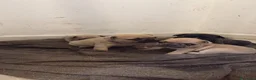 Bulldog Francese cani in vendita: Cuccioli di Bulldog Francese disponibili a Città metropolitana di Catania - Annuncio 2