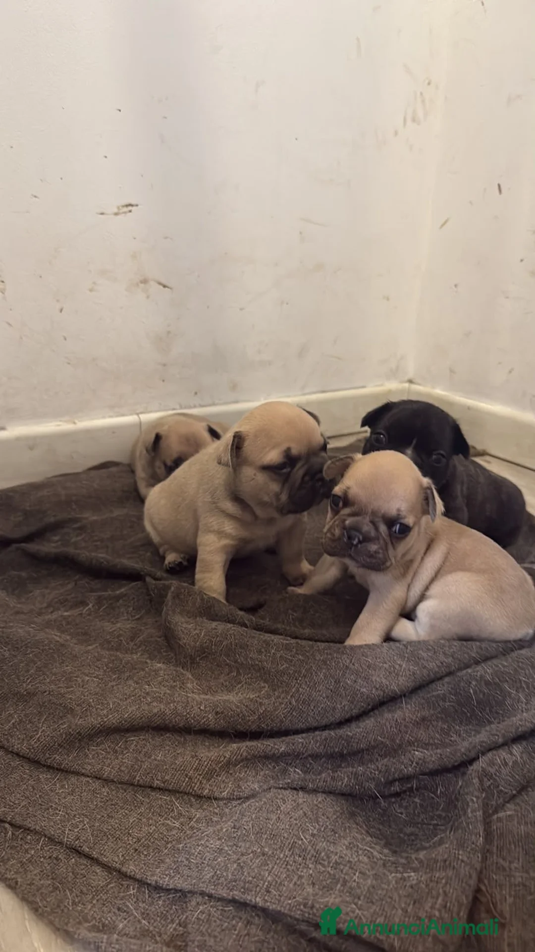 Bulldog Francese cani in vendita: Cuccioli di Bulldog Francese disponibili a Città metropolitana di Catania - Annuncio 2