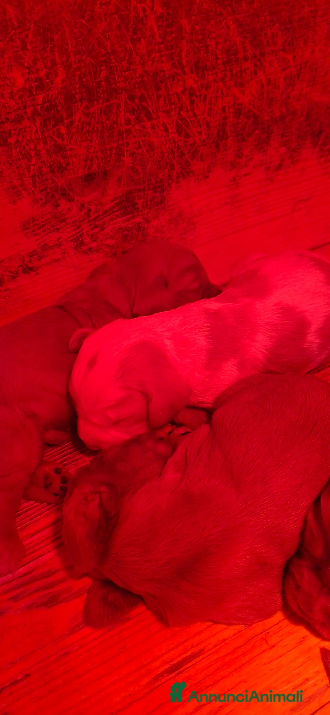 Cocker cani in vendita: Cuccioli Cocker Spaniel a Provincia di Bergamo - Annuncio 2
