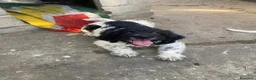 Meticcio cani in vendita: Bellissimi cuccioli Lagotto e Pointer a Città Metropolitana di Torino - Annuncio 3