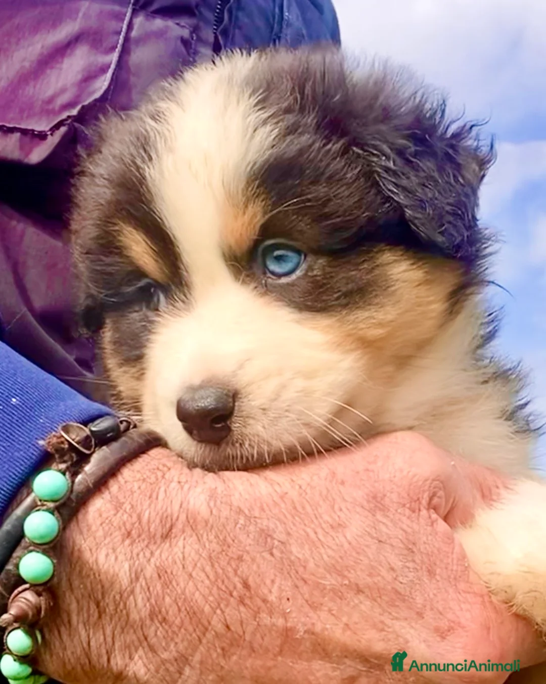 Australian Shepherd cani in vendita: Pastore Australiano Australian Shepherd CUCCIOLI  - Annuncio 1