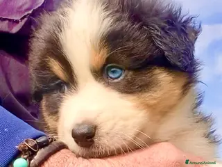 Australian Shepherd cani Pastore Australiano Australian Shepherd CUCCIOLI - Annuncio 1