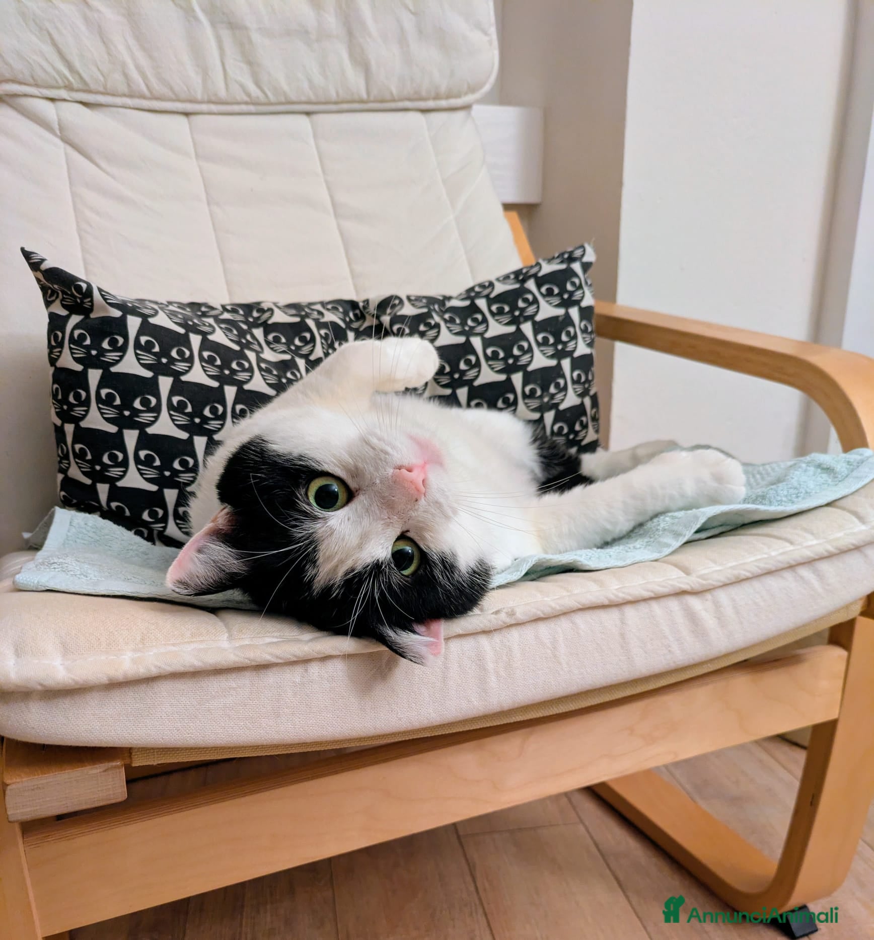 Meticcio gatti Mau micione timido buono e bello - Annuncio 38