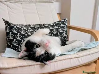 Meticcio gatti Mau micione timido buono e bello - Annuncio 34