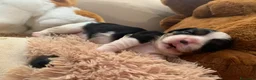 Cavalier King cani in vendita: Cuccioli di Cavalier King con Affisso ENCI  - Annuncio 5