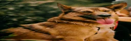 Meticcio cani in regalo: Anais, la nostra splendida lupetta - Annuncio 3