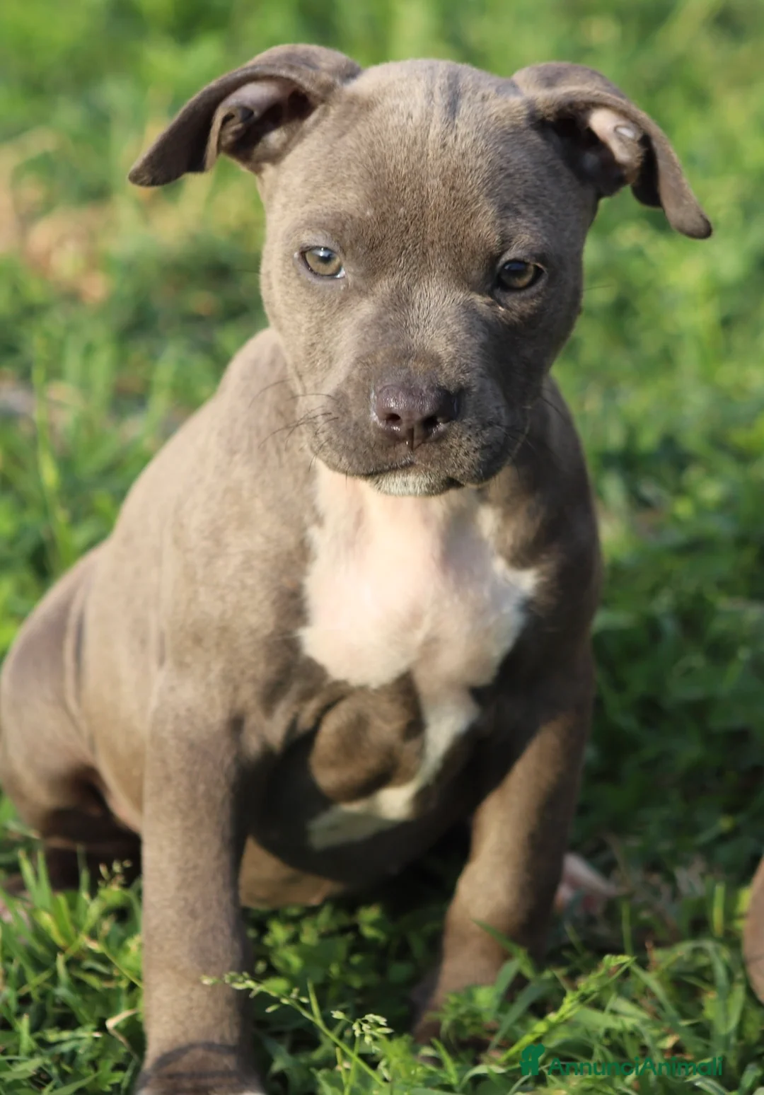 Pitbull cani in vendita: Cuccioli Pit Bull con Pedigree anche a rate  - Annuncio 2
