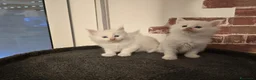 Maine Coon gatti in vendita: Cuccioli Maine Coon linea Russa a Ente di decentramento regionale di Udine - Annuncio 7