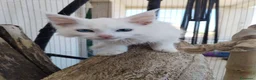 Maine Coon gatti in vendita: Maine coon  - Annuncio 6