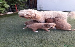 Meticcio cani in vendita: Maltipo  - Immagine 4