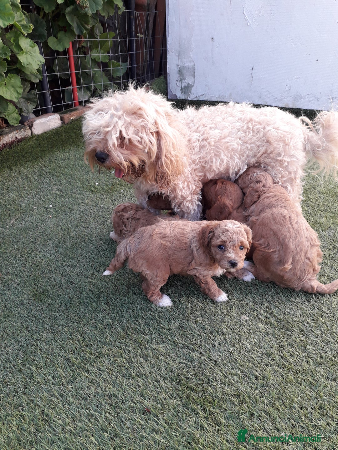 Meticcio cani in vendita: Maltipo  - Immagine 4