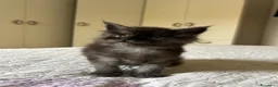 Maine Coon gatti in vendita: Maine Coon cucciolo pedigree ANFI - Annuncio 24