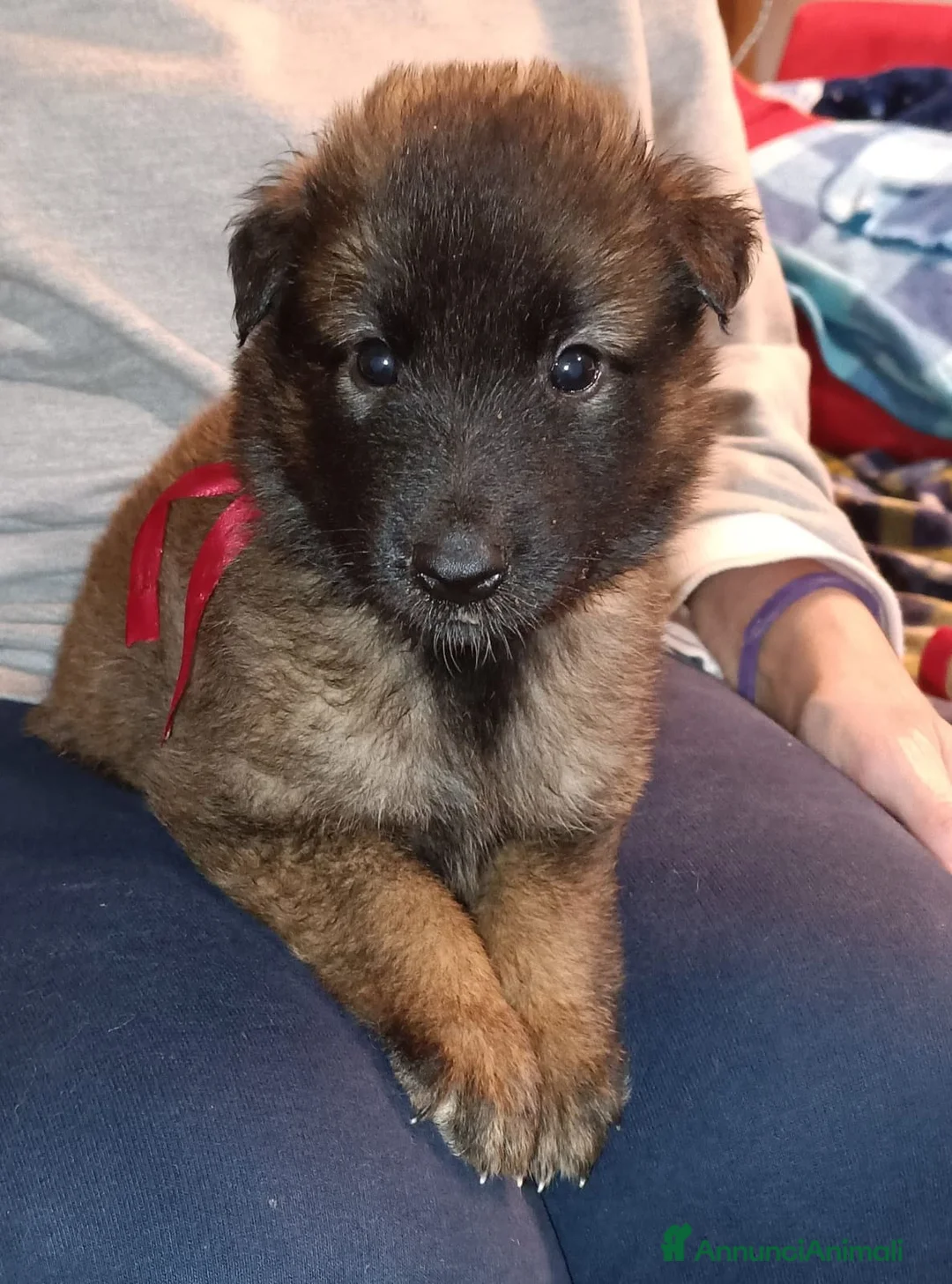 Pastore Belga cani in vendita: Cucciolo di pastore belga tervueren  - Annuncio 1