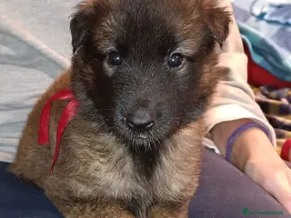 Pastore Belga cani Cucciolo di pastore belga tervueren - Annuncio 1