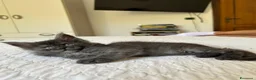Maine Coon gatti in vendita: Maine Coon cucciolo pedigree ANFI - Annuncio 11