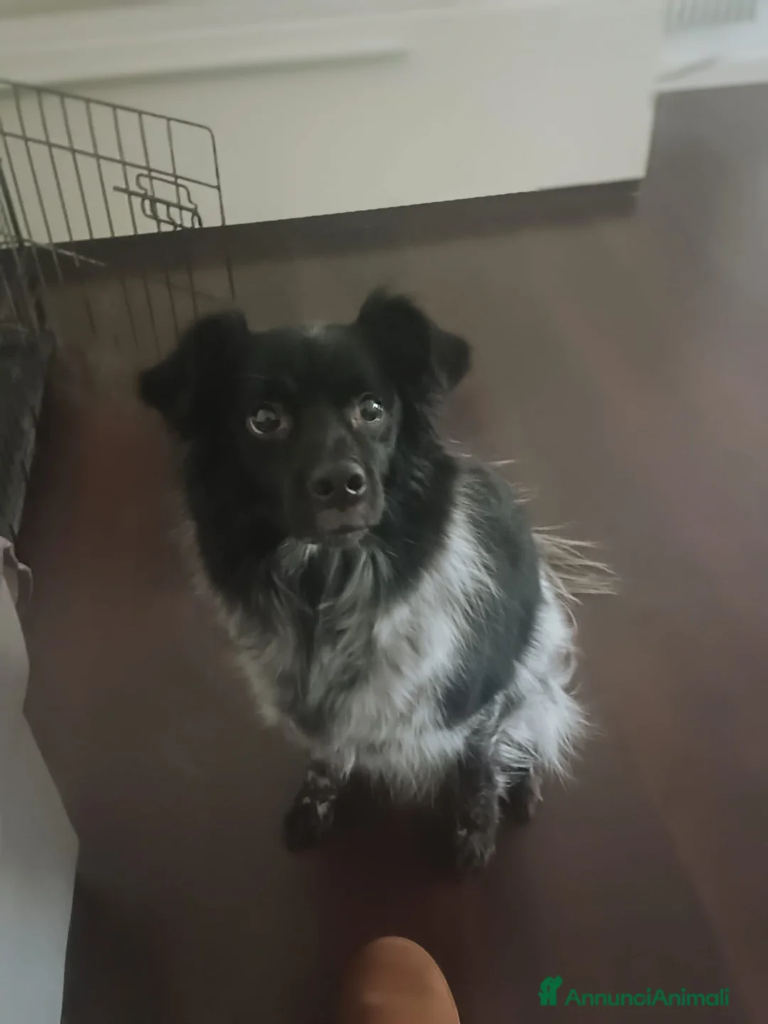 Meticcio cani in regalo: Macchia a Provincia di Vicenza - Annuncio 2