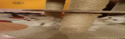 Ragdoll gatti in vendita: Cuccioli di Razza Ragdoll disponibili - Annuncio 6