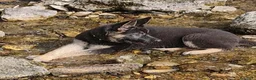 Pastore Tedesco cani in vendita: SVENDO ULTIMA CUCCIOLA DI PASTORE TEDESCO a Provincia autonoma di Trento - Annuncio 7