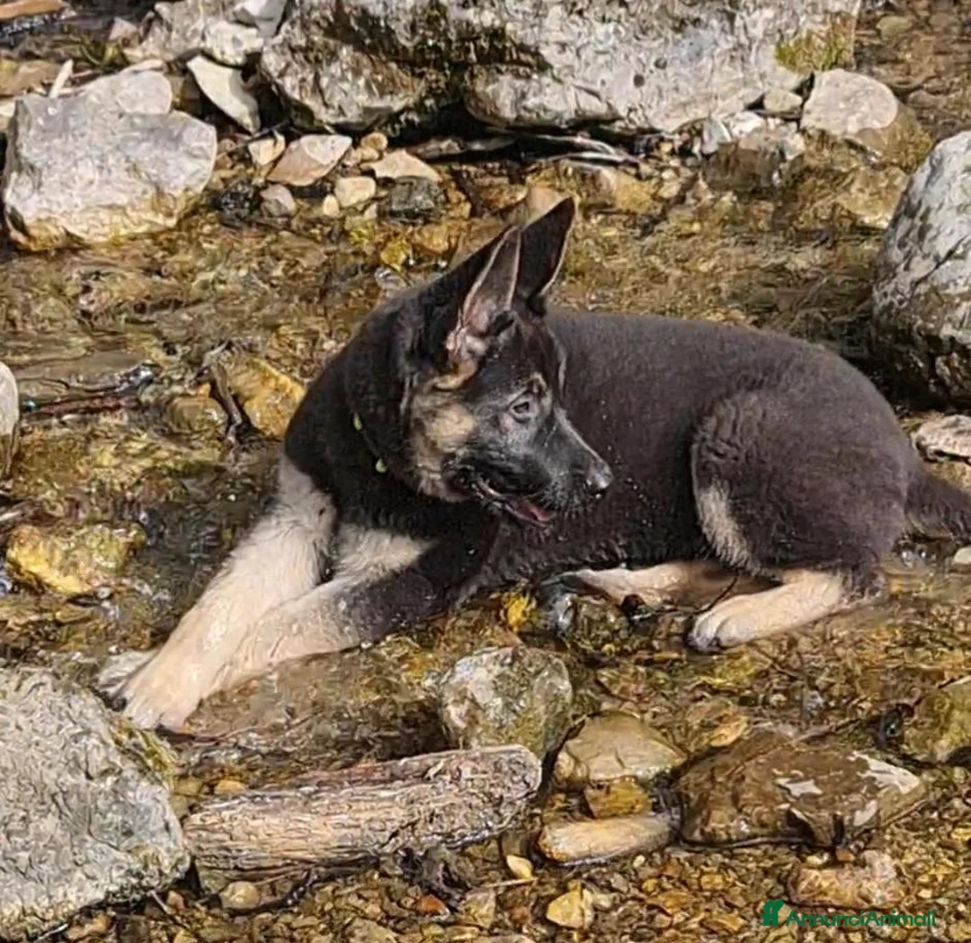 Pastore Tedesco cani in vendita: SVENDO ULTIMA CUCCIOLA DI PASTORE TEDESCO a Provincia autonoma di Trento - Annuncio 7