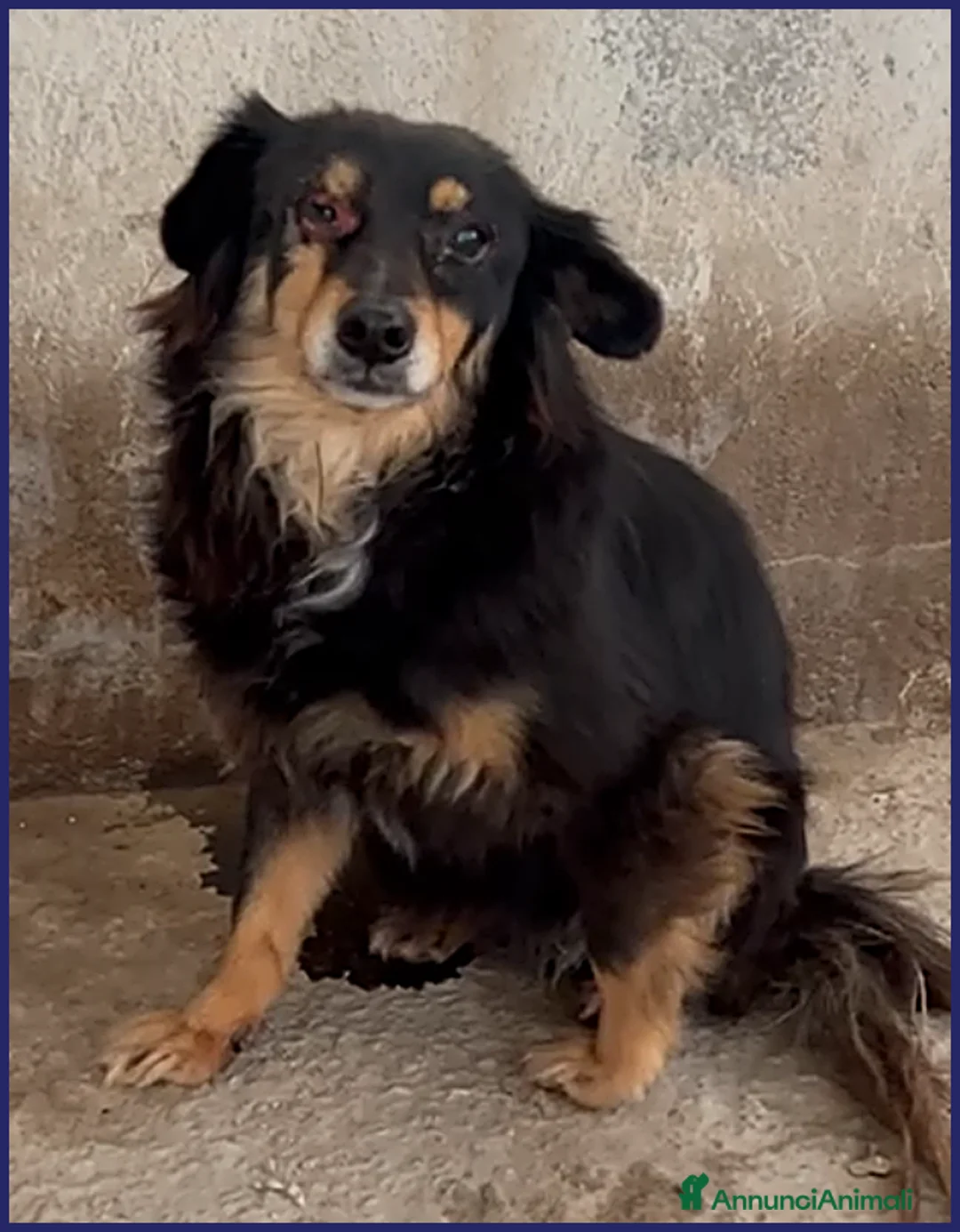 Meticcio cani in regalo: ADOZ D'AMORE PER APACHE 9 ANNI, UN OCCHIO MALATO a Roma - Annuncio 9