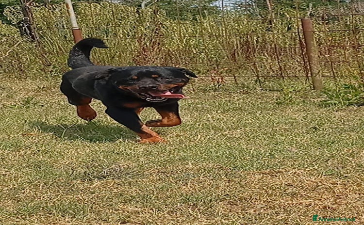 Rottweiler cani a Città Metropolitana di Genova - Annuncio 2