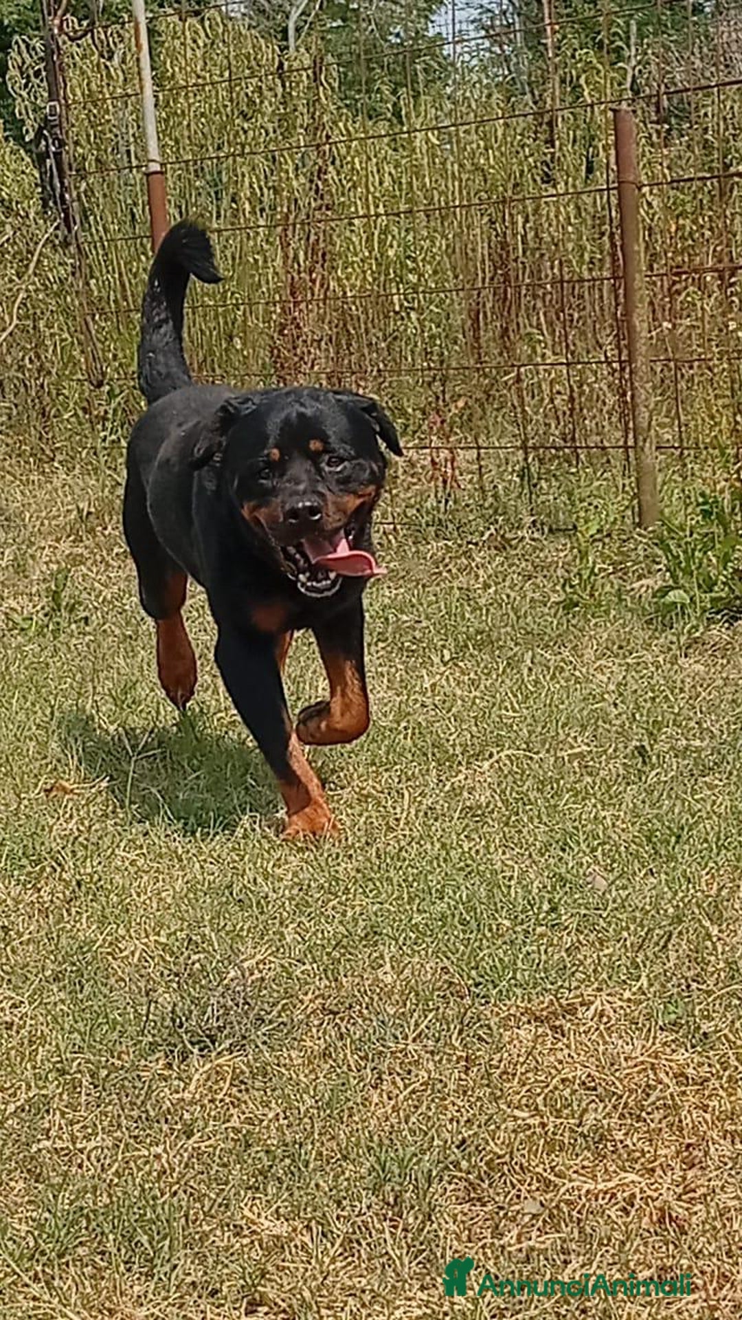 Rottweiler cani in regalo: Ares: 5 anni, Rottweiler equilibrato, socievole  a Città Metropolitana di Genova - Immagine 1