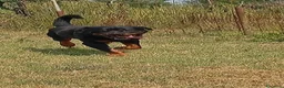 Rottweiler cani in regalo: Ares: 7 anni, Rottweiler equilibrato, socievole  a Città Metropolitana di Genova - Annuncio 4
