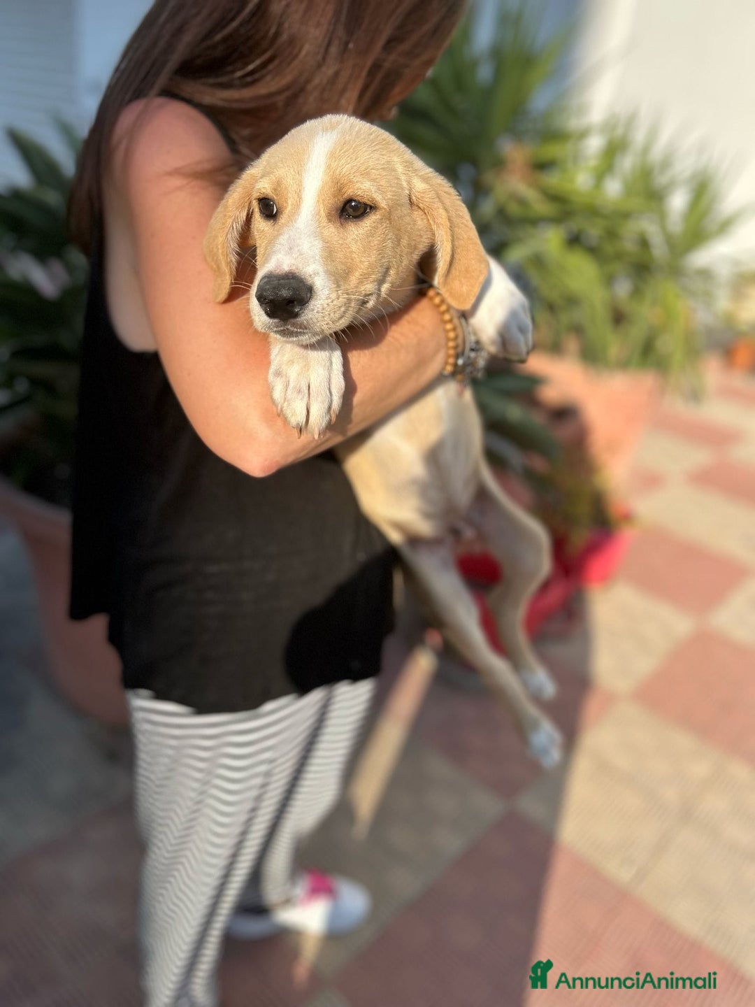 Meticcio cani in regalo: Stefano, Nicola & Giacomo, 3 mesi a Provincia di Bergamo - Immagine 7