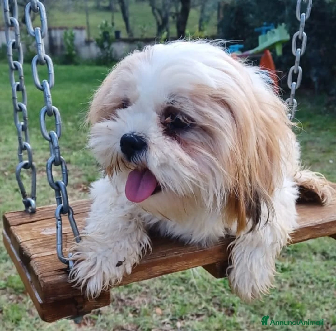 Shih Tzu cani in vendita: Cuccioli di Shitzu - Annuncio 1