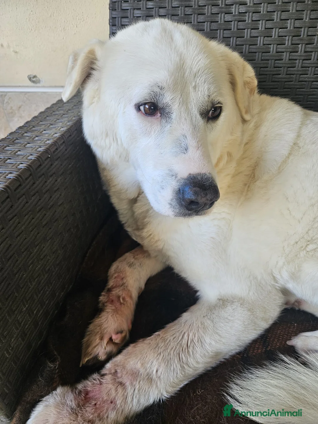 Meticcio cani in regalo: Consuelo: dolce, equilibrata, socievole  a Città Metropolitana di Genova - Annuncio 13