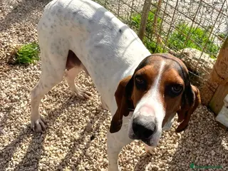 Segugio cani LA DOLCISSIMA SEGUGINA PENNY - Annuncio 32