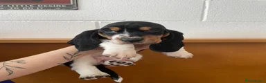 Bassethound Cucciolo 2