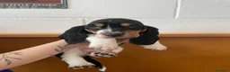 Bassethound cani in vendita: Cucciolata Bassethound  a Città metropolitana di Milano - Annuncio 20