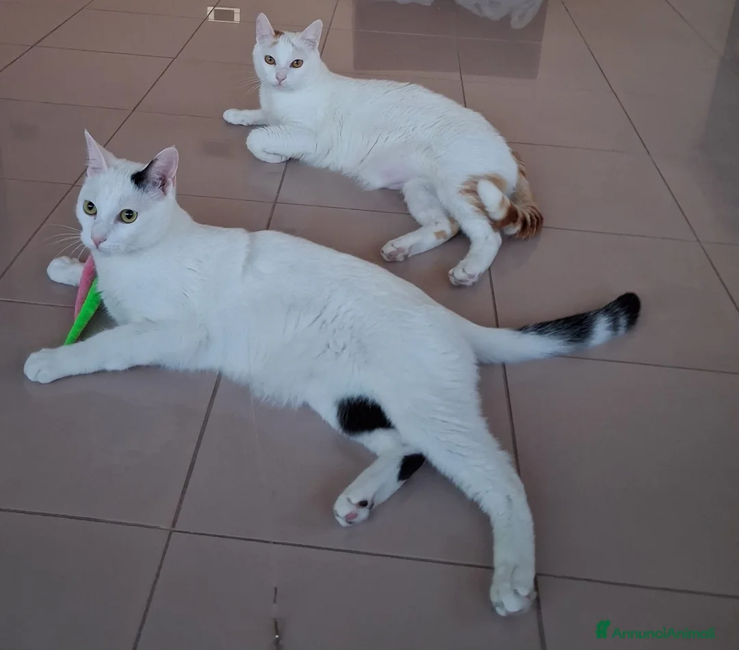 Meticcio gatti in regalo: Bianco & bianco  - Annuncio 2