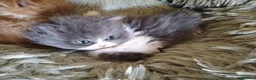 Persiano gatti in vendita: Cucciolo di persiano - Annuncio 2