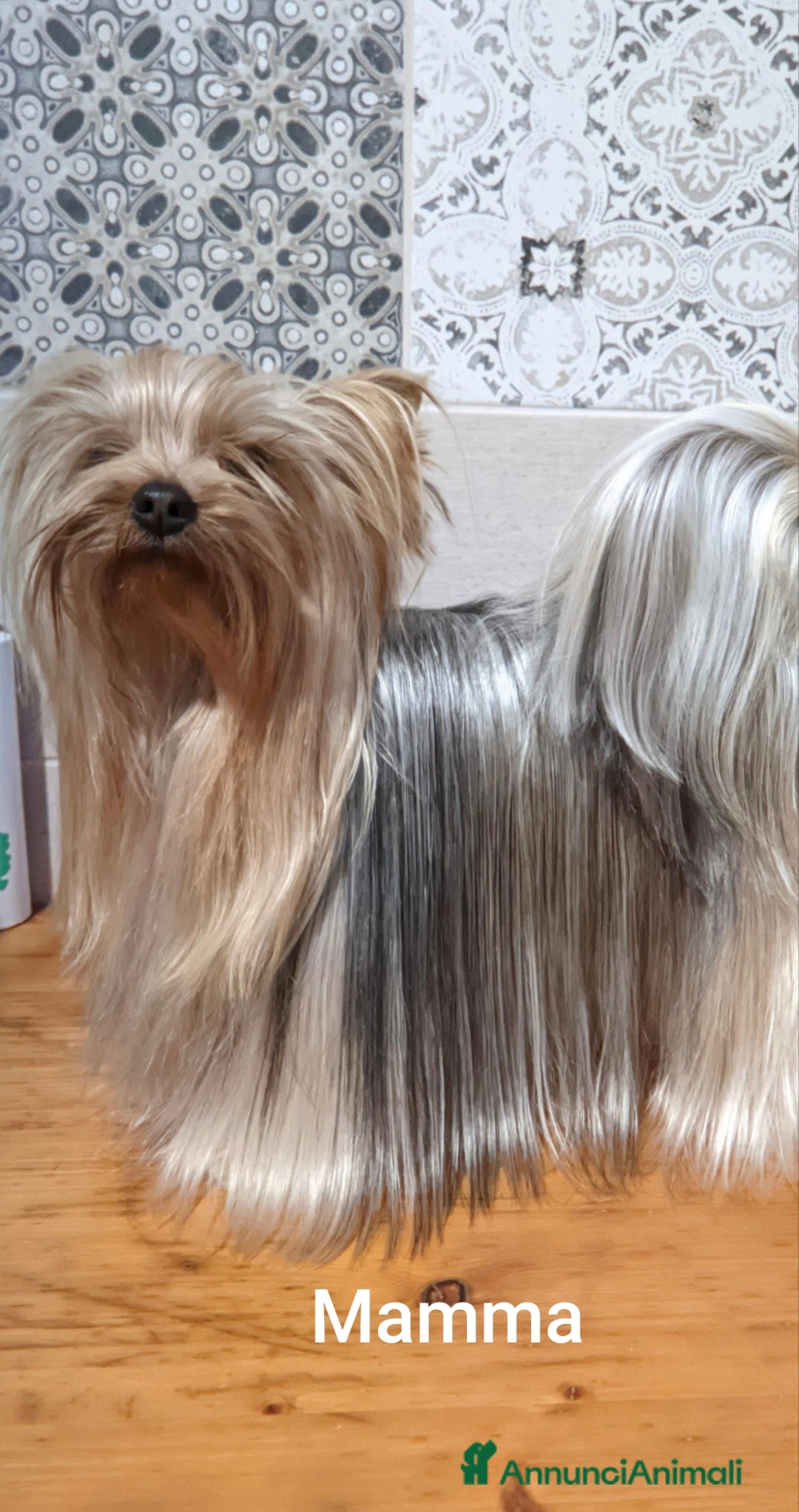 Yorkshire cani in vendita: Yorkshire terrier  - Annuncio 8