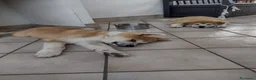 Akita Inu cani in vendita: Akita cuccioli  - Annuncio 2