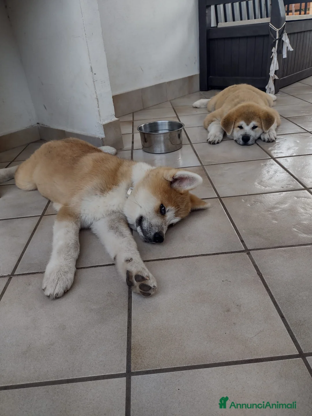 Akita Inu cani in vendita: Akita cuccioli  - Annuncio 2