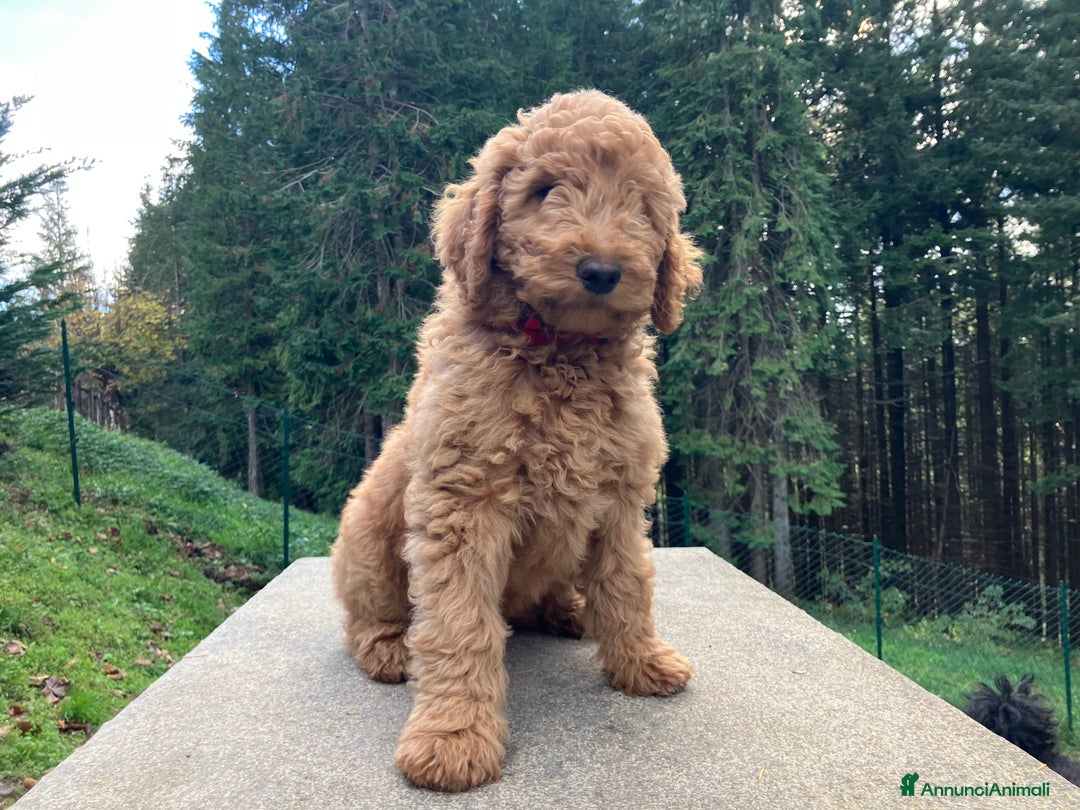 Barbone cani in vendita: Barbone grande mole - Annuncio 2