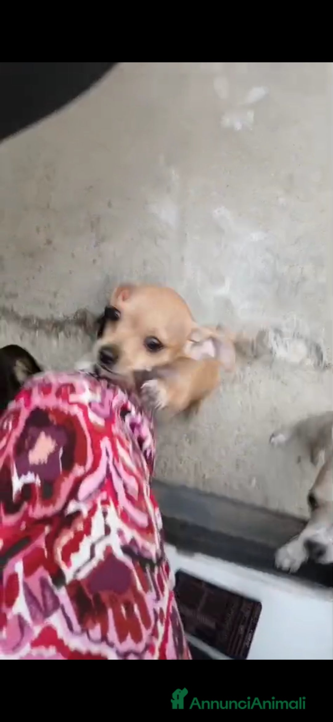 Chihuahua cani in vendita: Cuccioli chihuahua - Annuncio 13