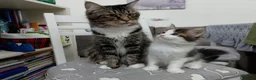 Maine Coon gatti in vendita: Gattina tipo MaineCoon - Annuncio 2