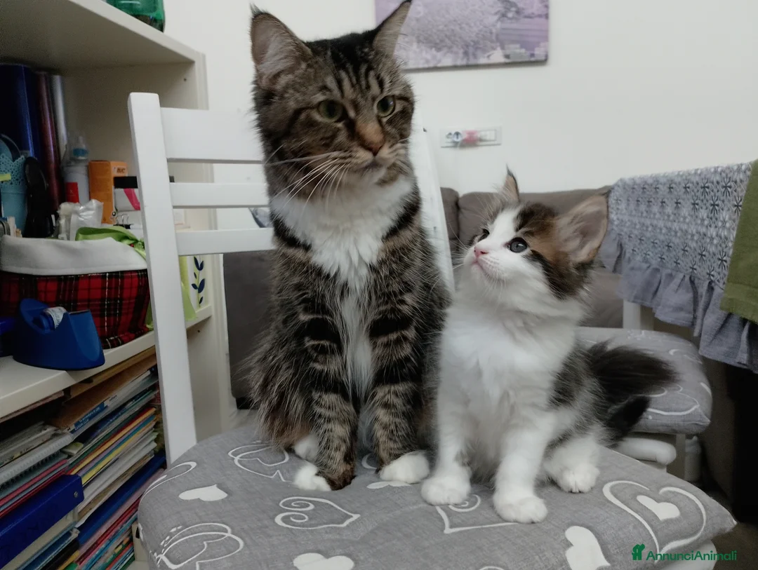 Maine Coon gatti in vendita: Gattina tipo MaineCoon - Annuncio 2