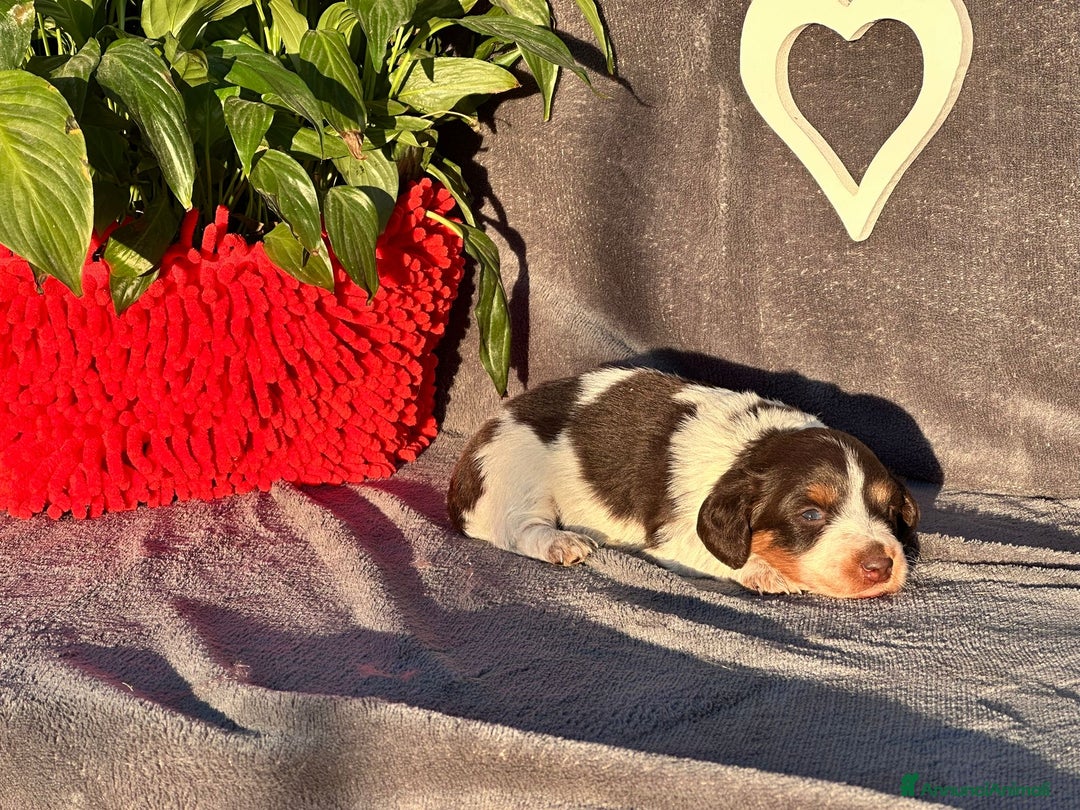 Bassotto cani in vendita: Ultimi maschieti a pelo lungho - Annuncio 3