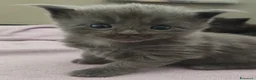 Maine Coon gatti in vendita: 7 cuccioli di Maine coon certificati afef - Annuncio 6