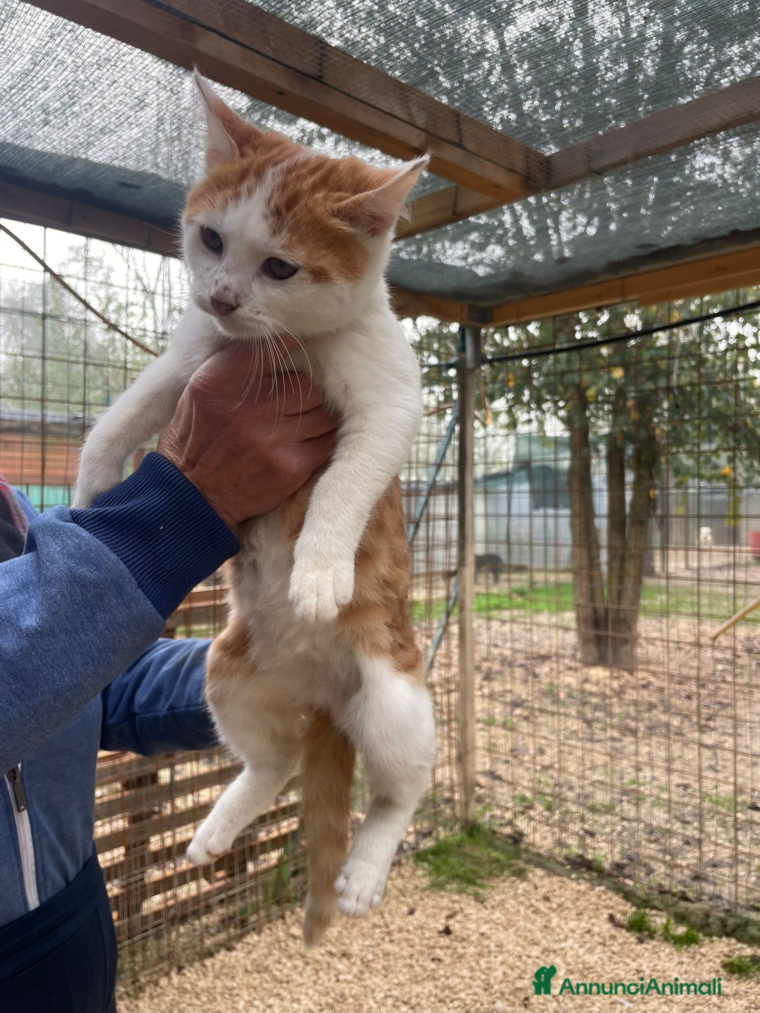 Meticcio gatti in regalo: SOS SOS SOS POOH - Annuncio 3