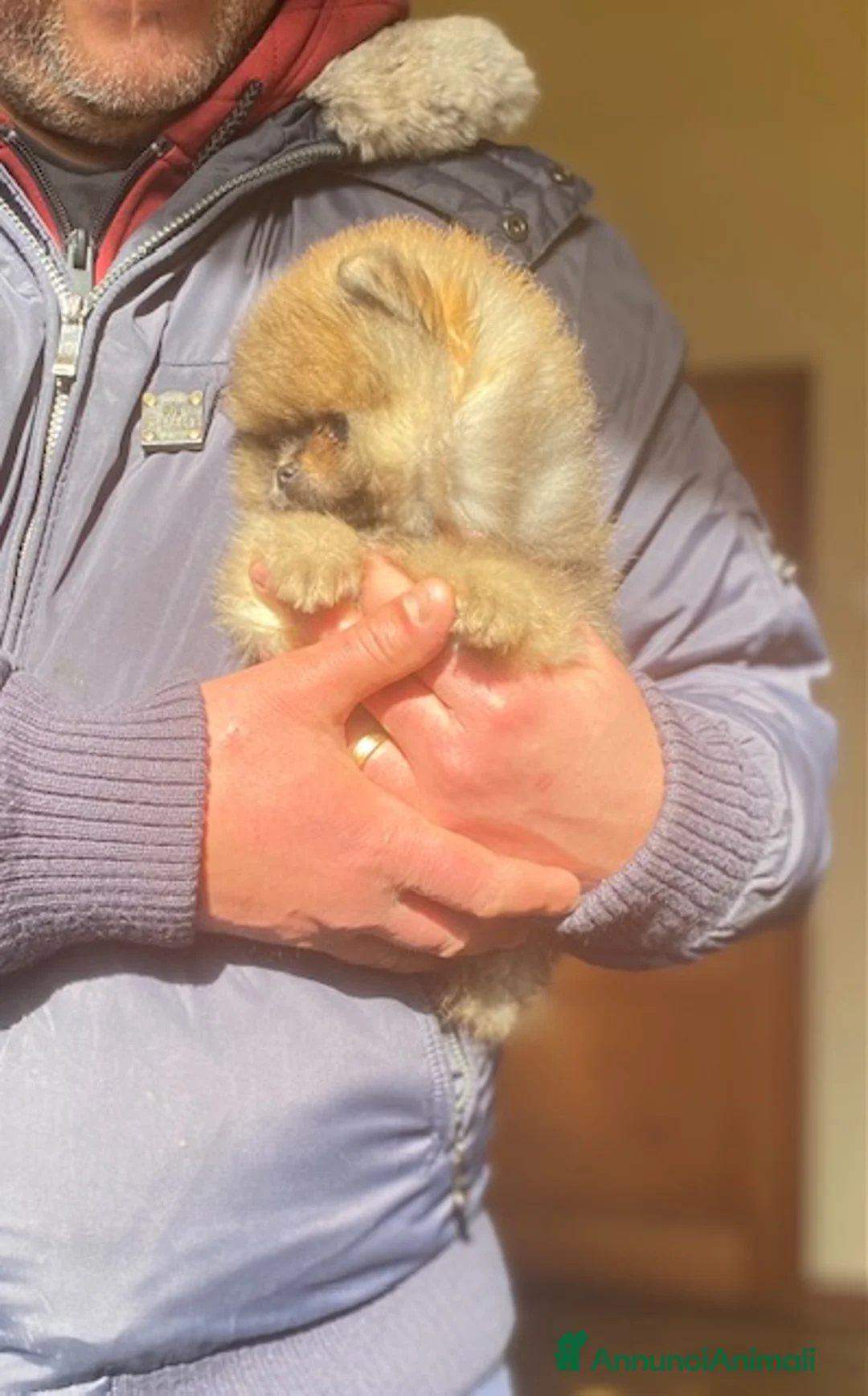 Volpino Pomerania cani in vendita: Pomerania con Pedigree ENCI  - Annuncio 2
