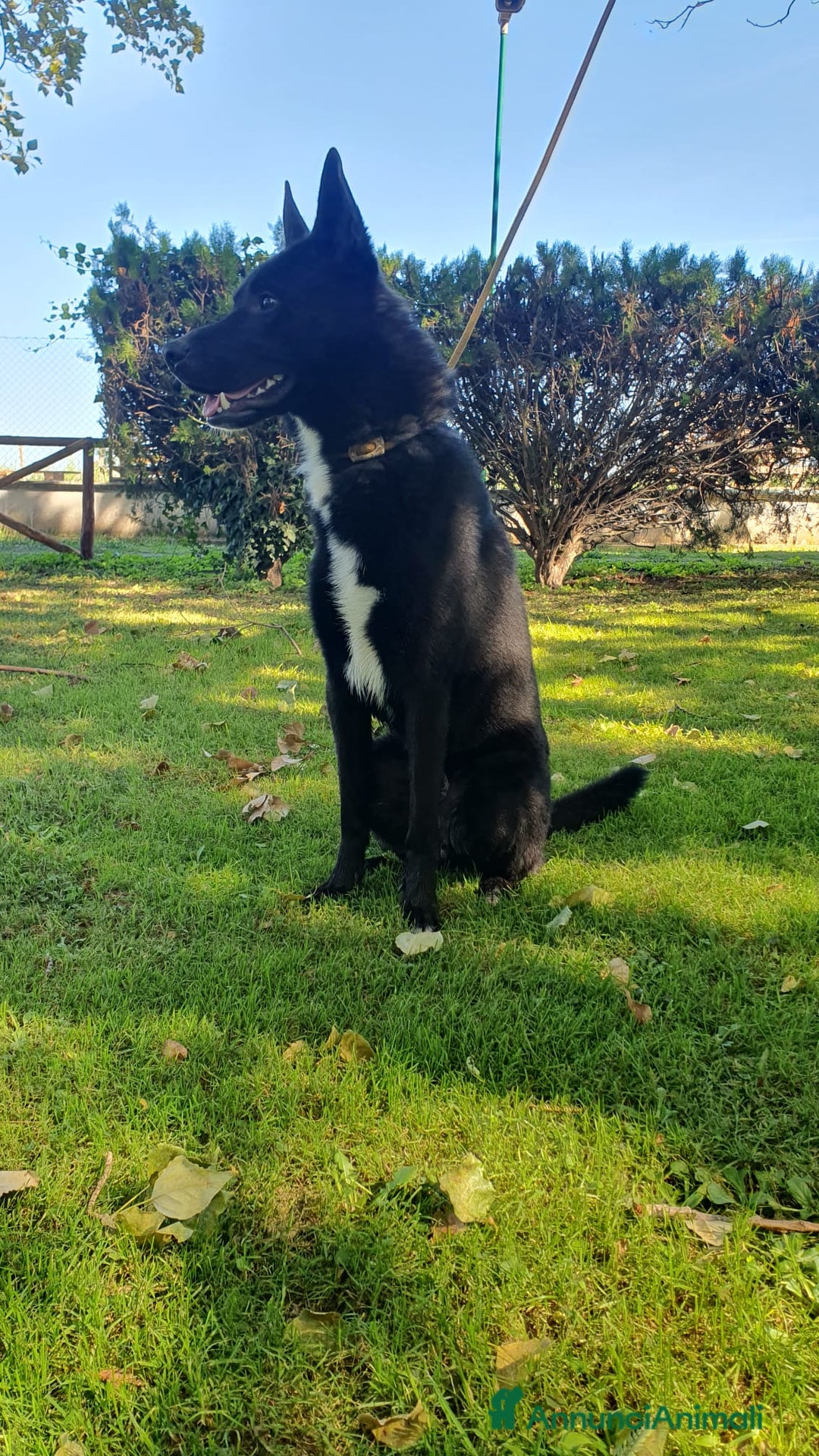 Altre razze cani in regalo: Filippo, cucciolone di un anno cerca casa - Annuncio 6